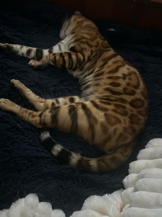 Бенгал мушуги сотилади