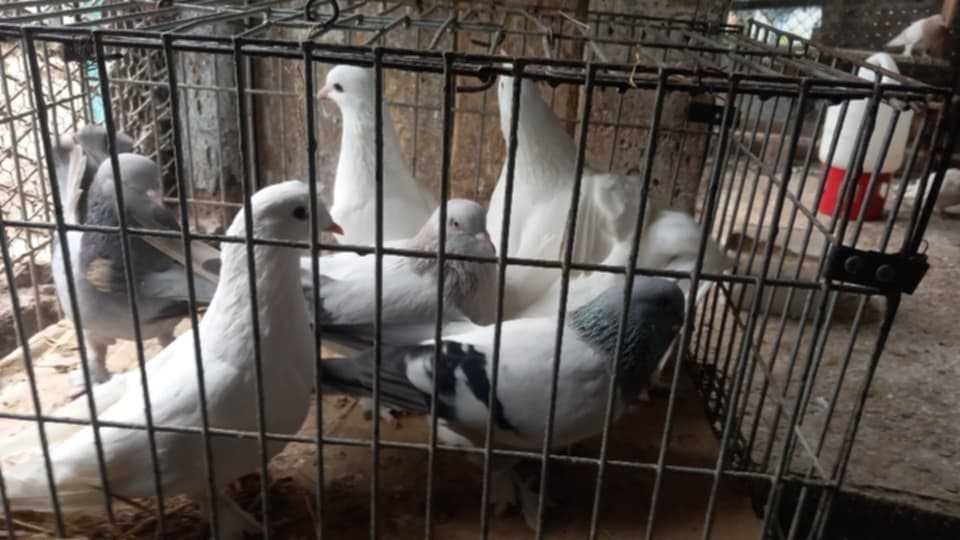 Продавам гълъби град Ямбол