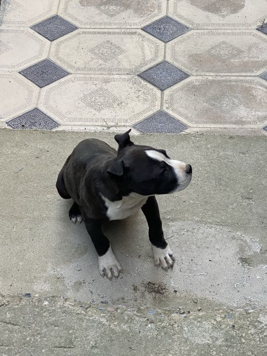 Питбуль pit bull күшік 2 айлық