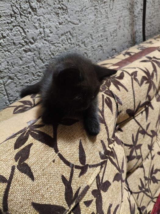 Продам котенка ( мальчик)