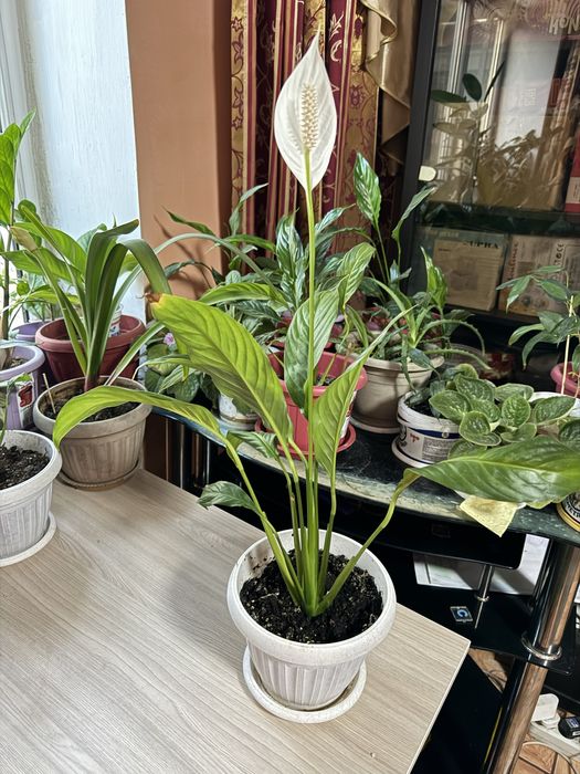 Женское счастье цветущее много