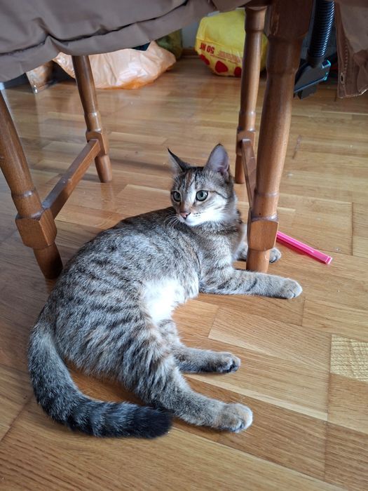 Отдам кошку бесплатно