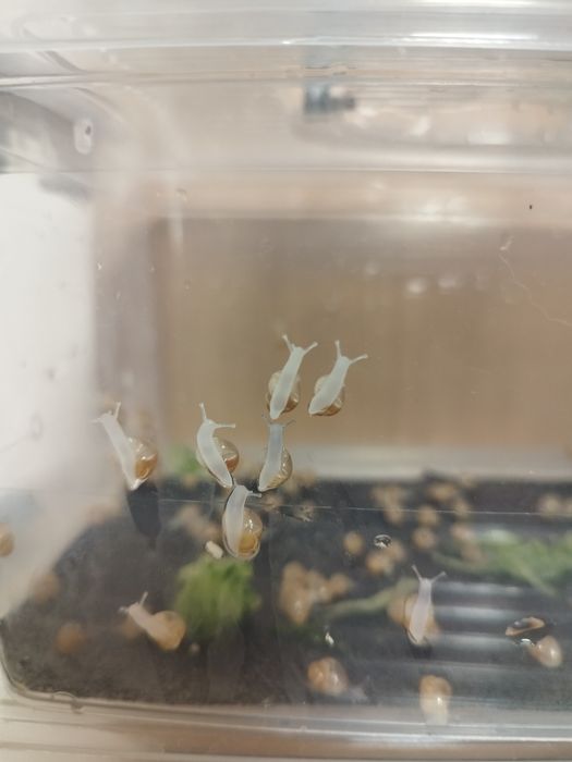 Улитки Ахотины маленькие