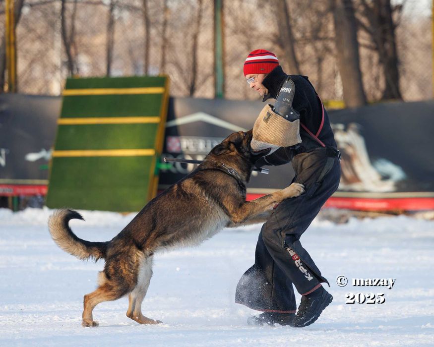 Щенок немецкой овчарки РР