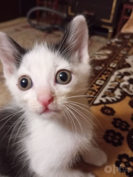 Котенок мальчик 1 месяц