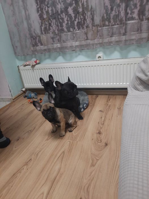 Две малки ,сладки френски булдочета