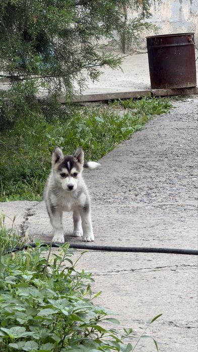 Продам хаски 1 месяц