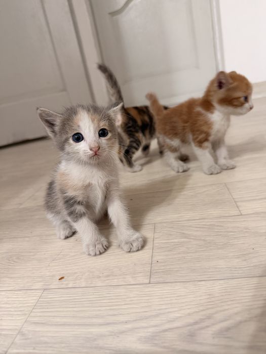 Отдам котят в добрые руки