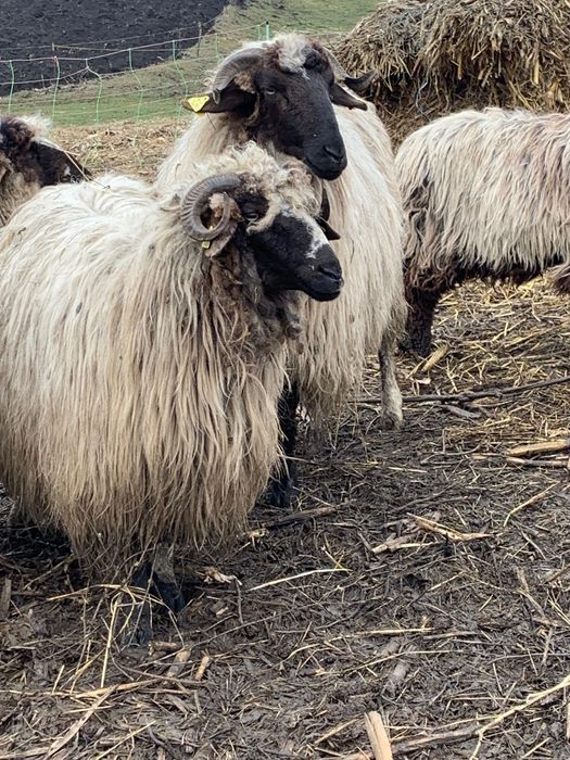 Miori la prima fătare