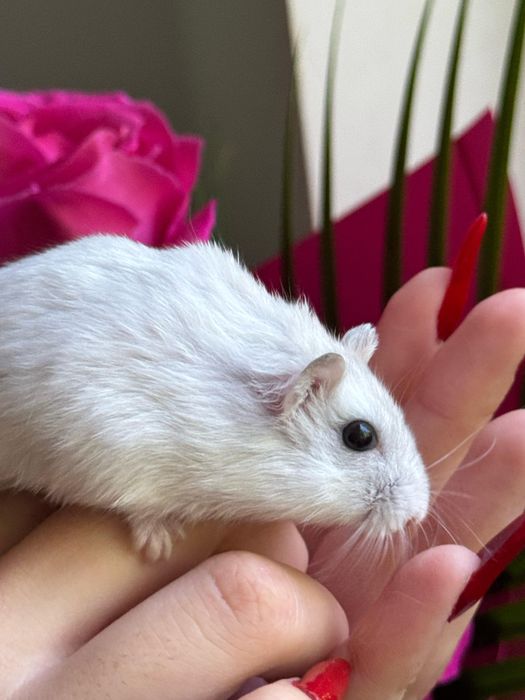 Vând hamster vine cu mâncare la pachet și maxim cutia