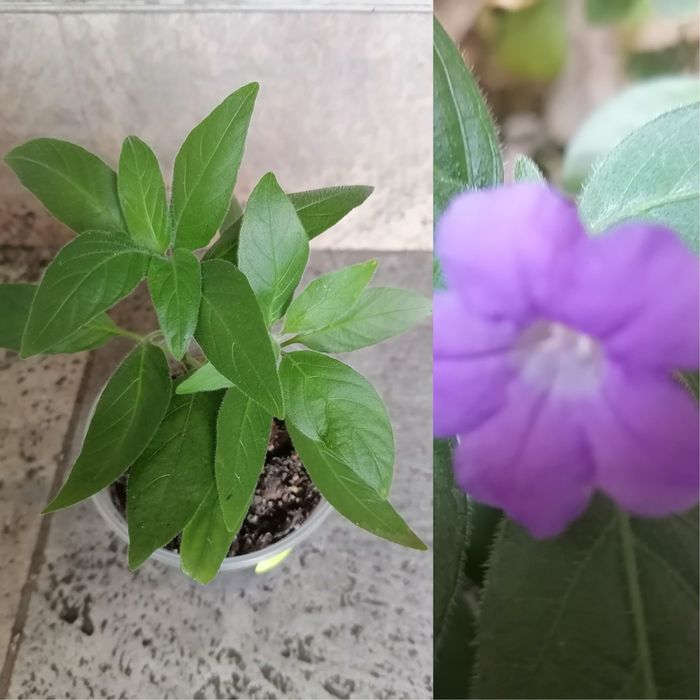 Цветя за продажба