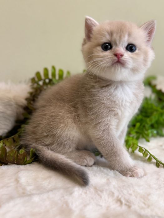 Продается британский ay12