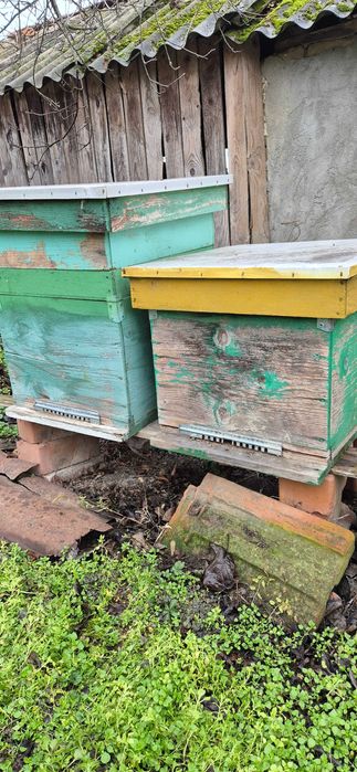 Lazi/Stupi de albine