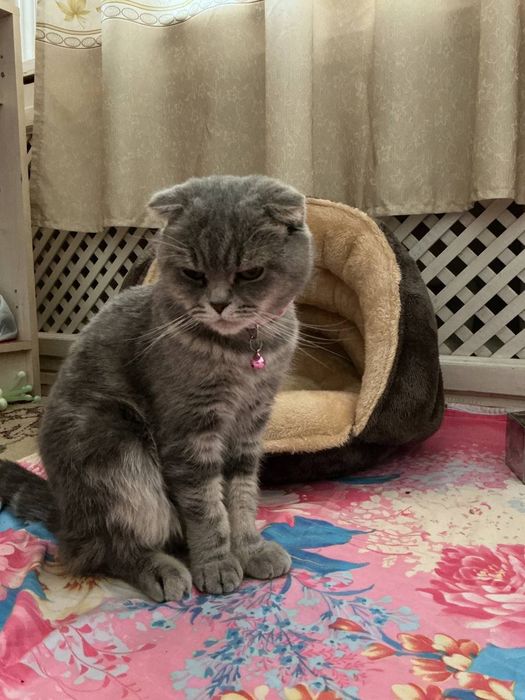 Продаётся кошка.