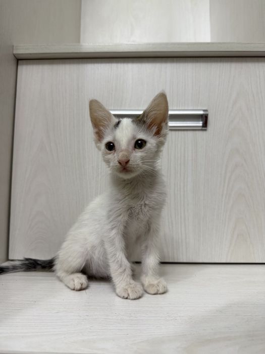 Пристратвается котенок в добрые руки