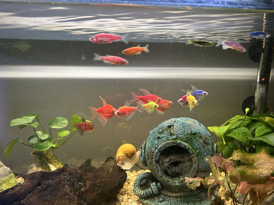 Рибки Danio Glo Цветно Данио