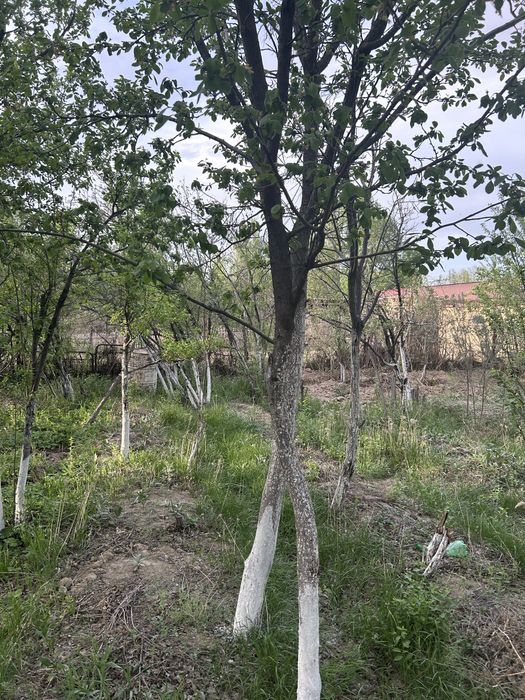 Дача сатылады Копэсте