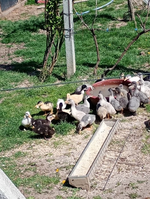 Boboci de rațe polare