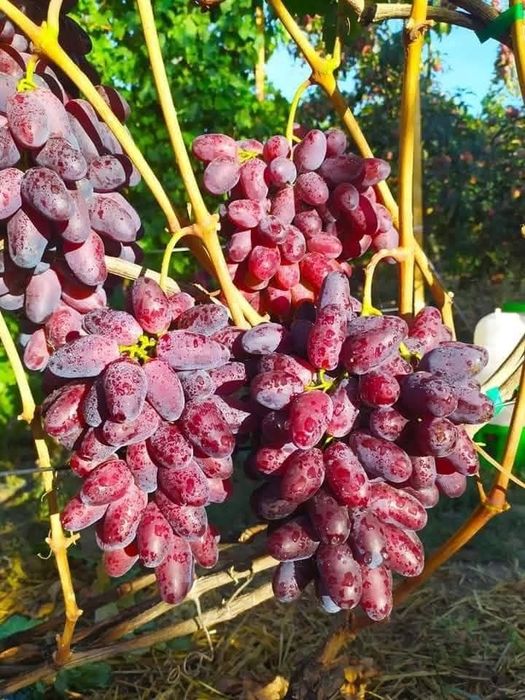 Vita de vie  soiuri de masa cu aroma fructata,armonioasa si cu gust de muscat