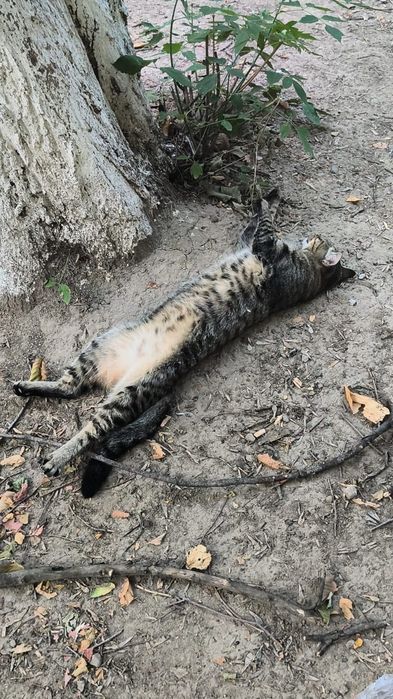 Нужен дом полосатому коту.