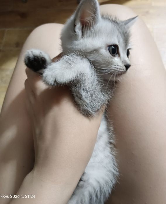 Котята 3 шт  умные