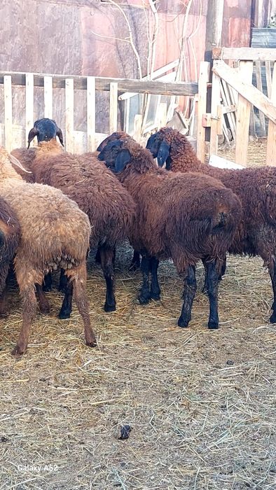 Қойлар    семіз сатылады