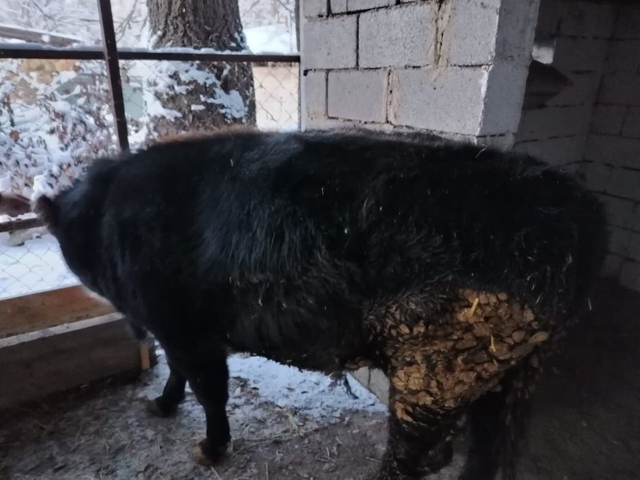 Семыз бука сатылады