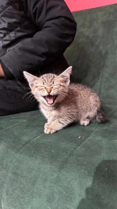 Отдадим котенка:)