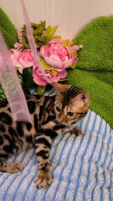 КРУТАЯ Бенгальская Девочка !