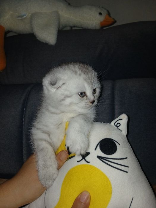 Котята вислоухий продаются