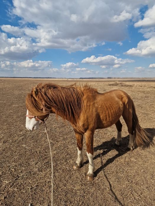 Продам хорошего жеребца