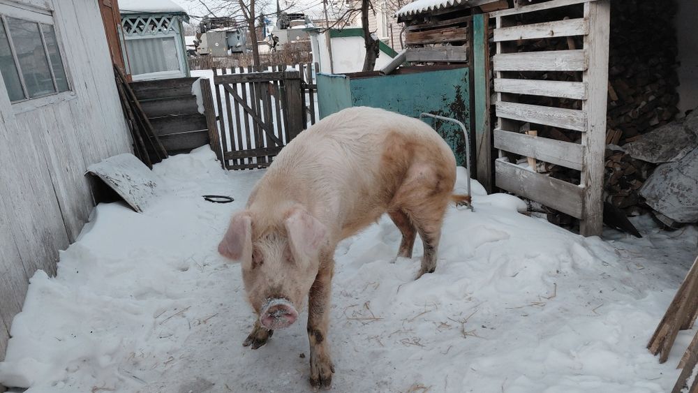 Продам кабана на племя