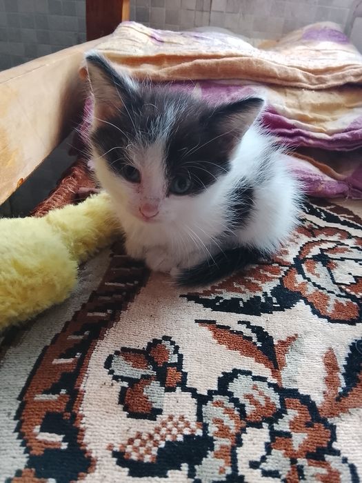 отдам котят в добрые руки