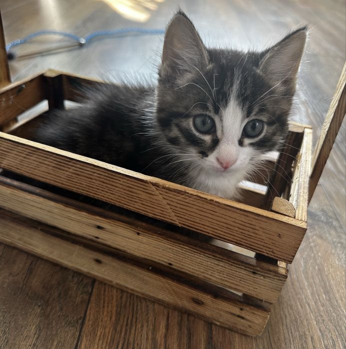 Котята ищут заботливых хозяев