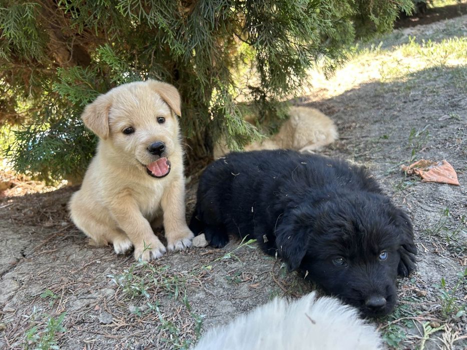 Donez cățeluși frumoși și jucăuși spre adopție