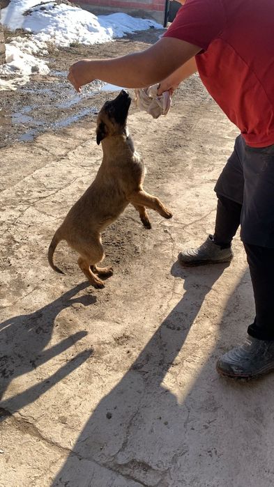 бельгийский овчарка Малинуа