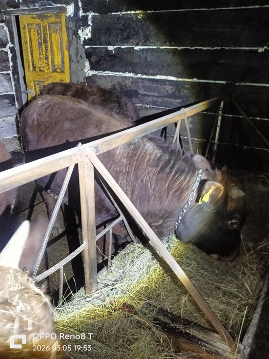 Продаю Быков и тёлок