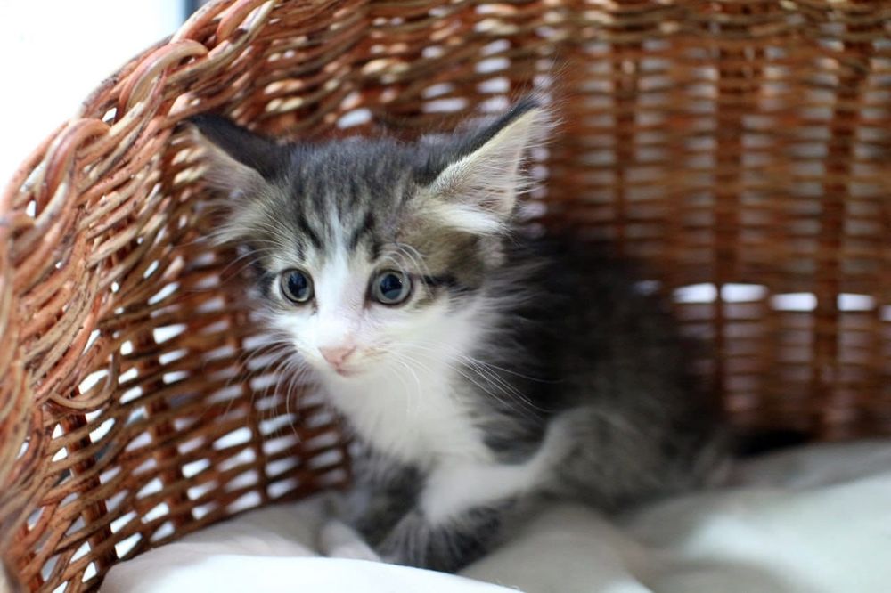 Котенок ищет любящих родителей