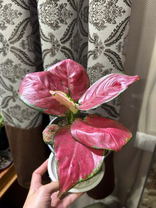 Комнатные  цветы от 2500