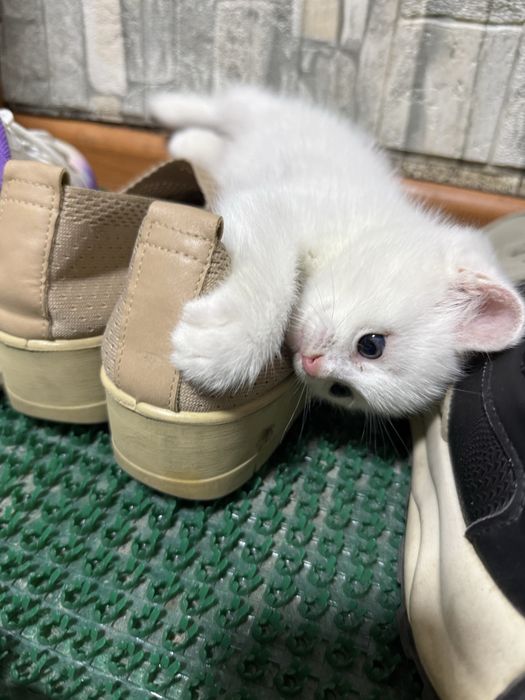Котенок срочно!!!
