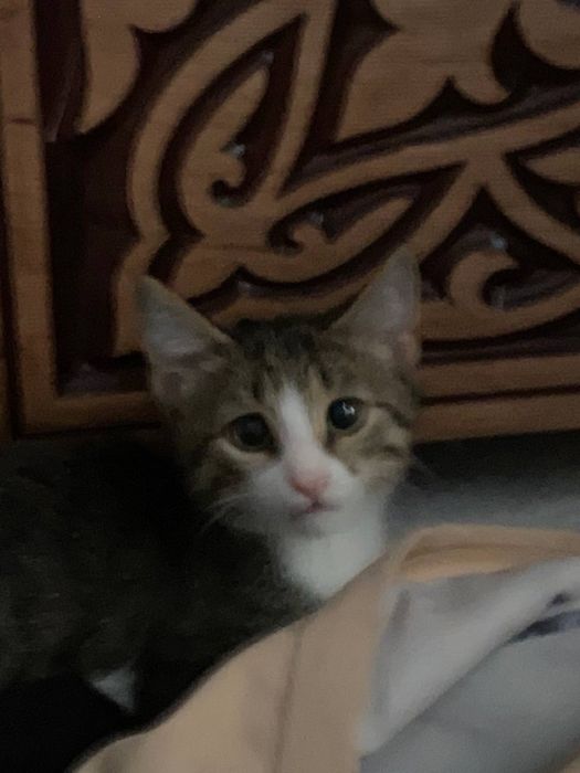 Котенок Текила