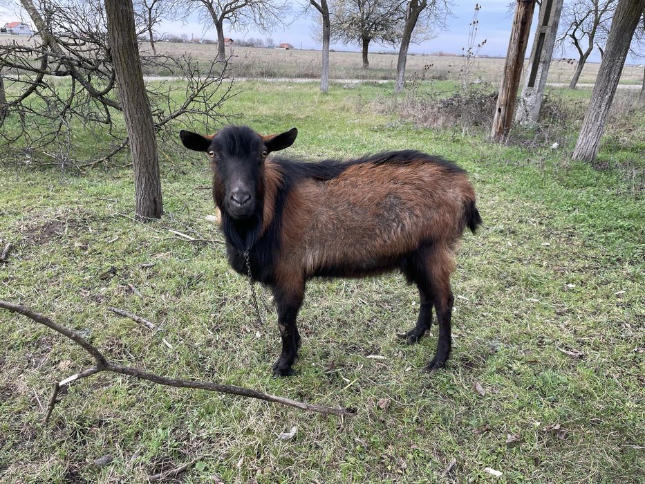 Vând o iadă și un țap anglo