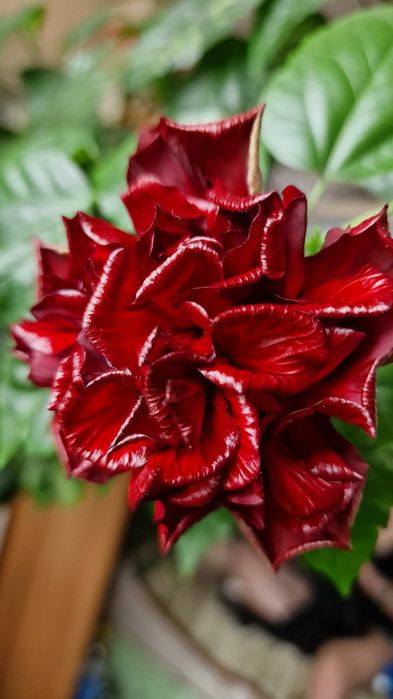 Гибискус (Китайская роза).