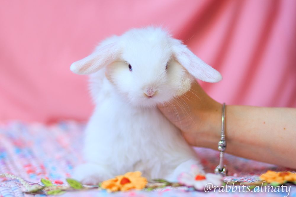 Белые карликовые кролики