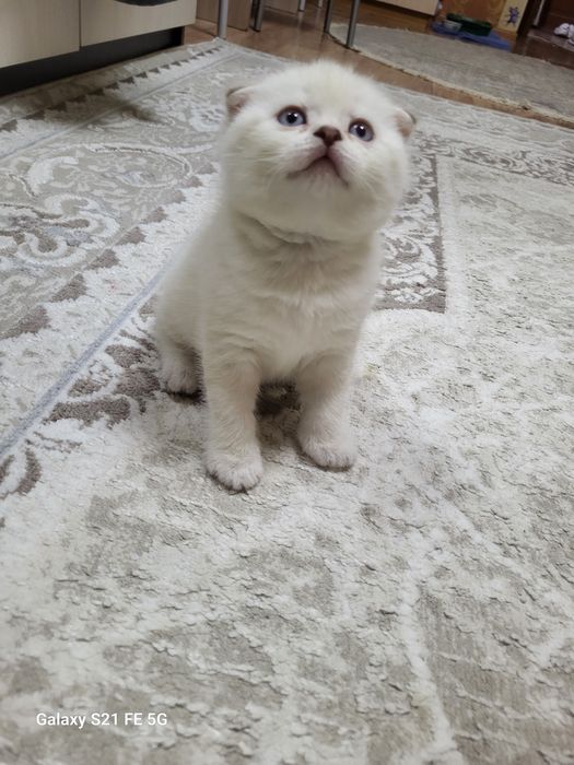 Вислоухая шотландская