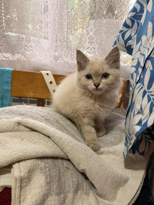 Отдам котенка 2 песяца