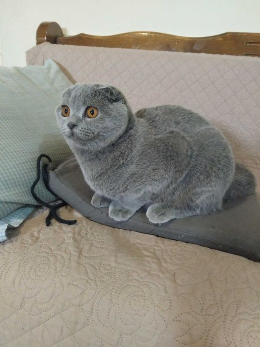 Малки британски котенца