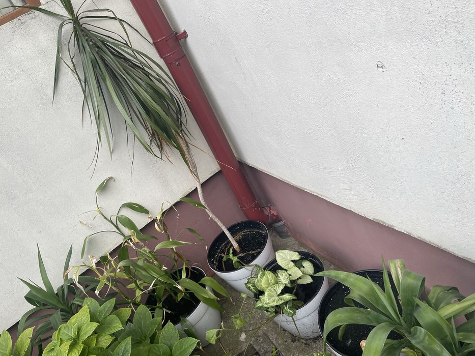 vand plante de apartament