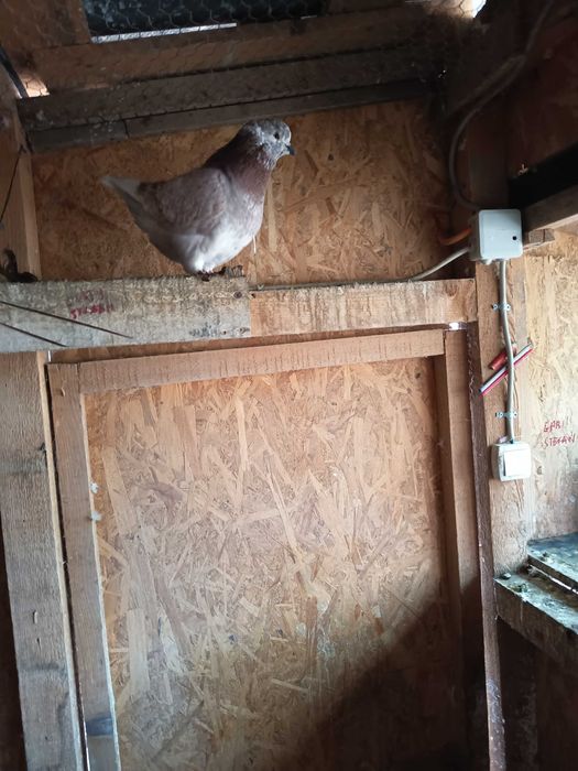 Vând kingi 1 pereche maturi și 2 perechi pui 2025