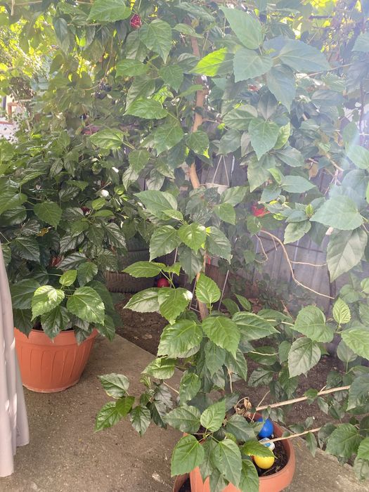 Trandafir Japonez 500 lei bucata